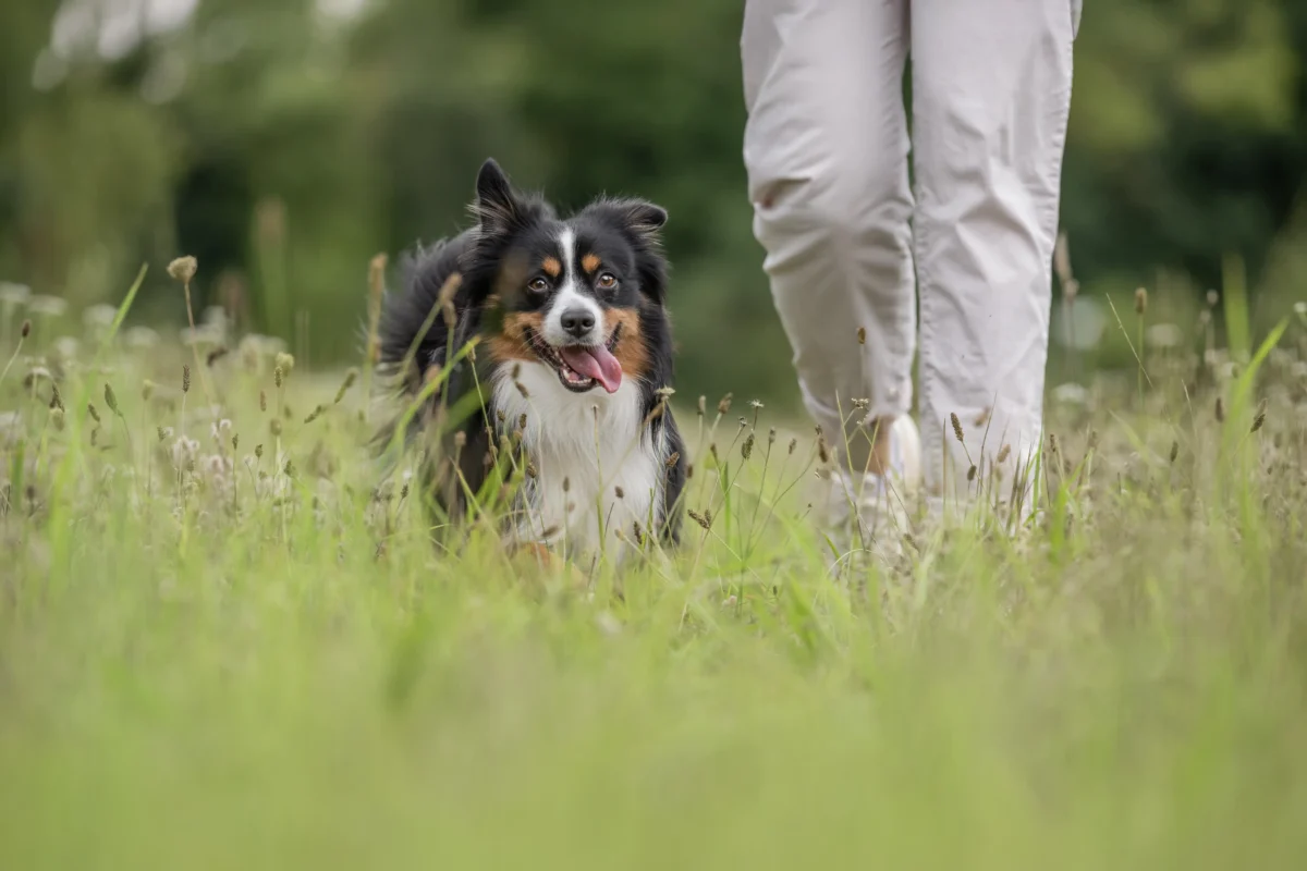 Mini Australian Shepherd