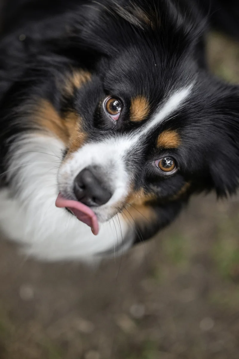 Mini Australian Shepherd