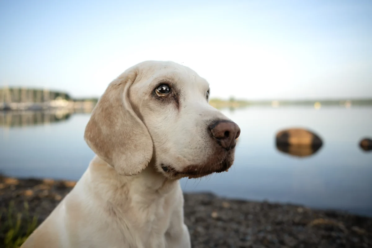 Beagelopa am Wasser